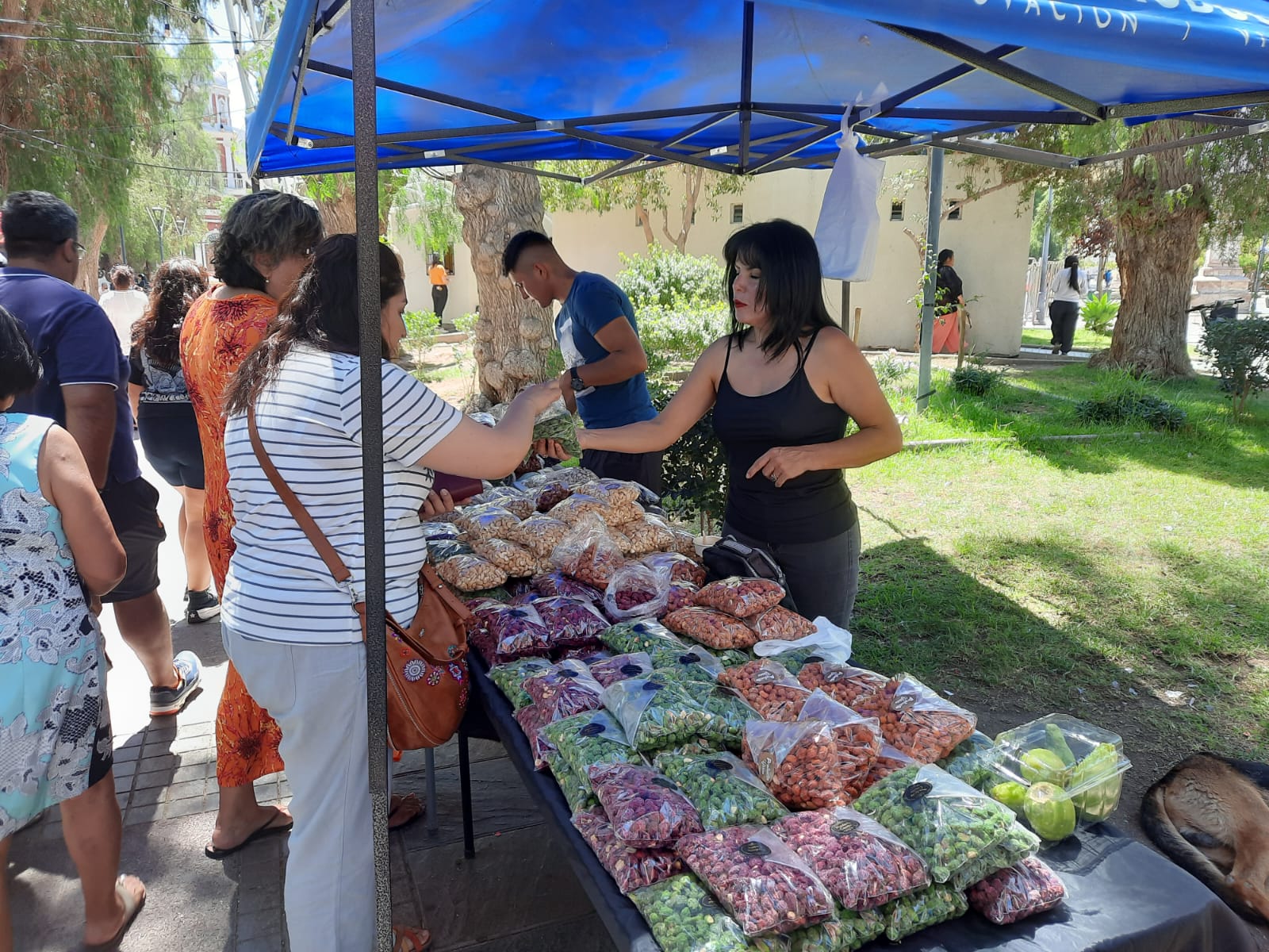 Anita Alvarado se instaló en la plaza de Vicuña para vender frutos secos de  su emprendimiento – El Vicuñense